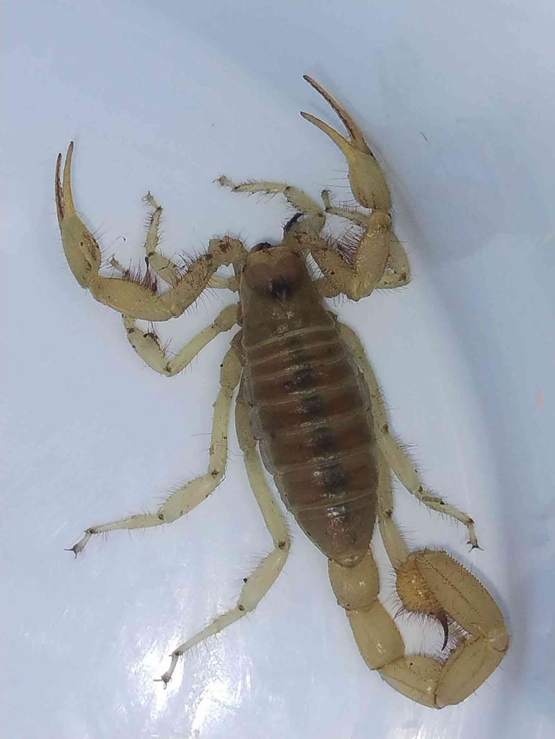 Escorpión de Arizona (o escorpión de corteza de Arizona) - Centruroides sculpturatus